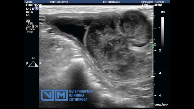 Рак мочевого у собаки (уротелиальная карцинома) смотреть онлайн