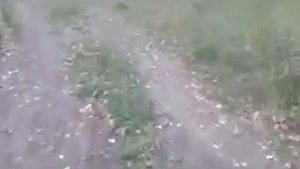 Покатушки и Оффроуд на мопеде Хонда Дио!