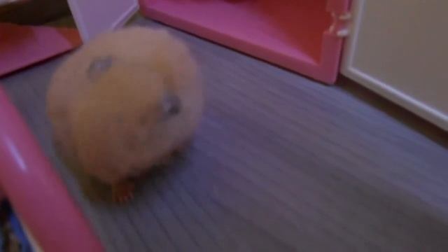 Как умываются хомячки смотреть онлайн