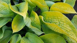 #хостаЗоундсжабка #hostaZounds / Хоста Зоундс( ML)( лат. hosta Zounds). Вафельная красавица сада.