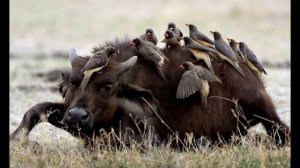 Волоклюй: Спасают от паразитов всех крупных животных в Африке