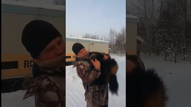 росомаха ручная