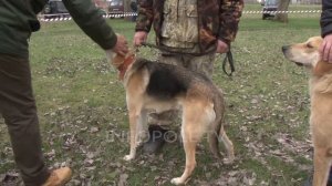 В Новокубанске определили лучших охотничьих собак на традиционной весенней выставке.