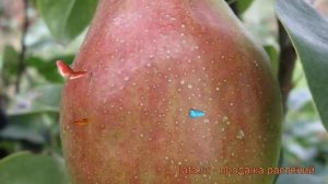 Груша плодовая Чудесница (pyrus communis chudesnitsa) ? обзор: как сажать, саженцы груши Чудесница