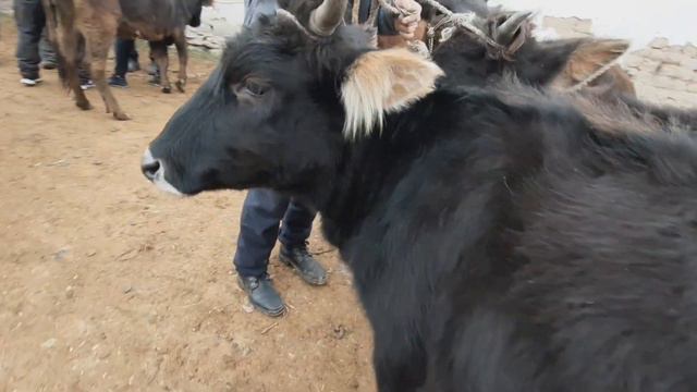 Молбозор Нархи Гуначин,Гови,Ширте,Гусала,Асп|Mamur Asia Мамур Азия|