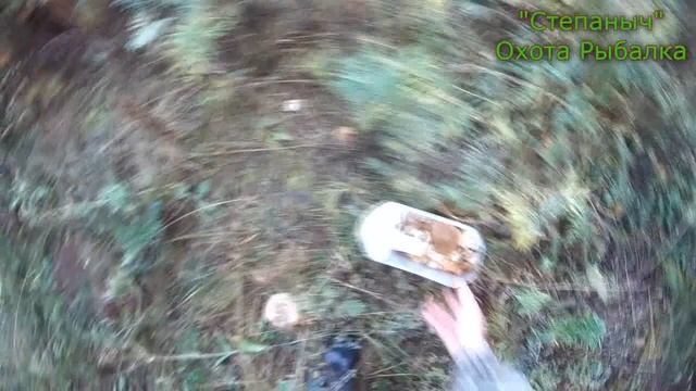 За Грибами-Маслятами 13 09 20 смотреть онлайн