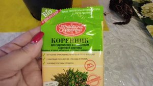 ?Гортензия метельчатая Фантом. Временная посадка.