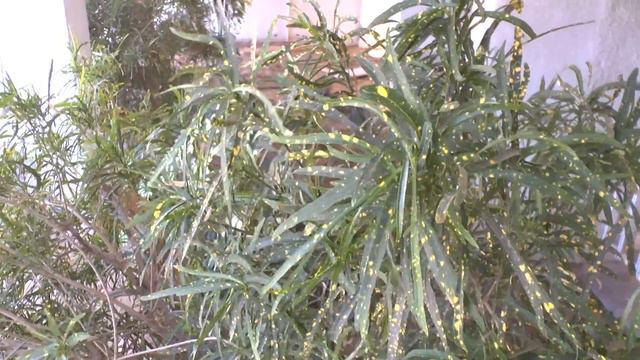 Codiaeum variegatum care смотреть онлайн