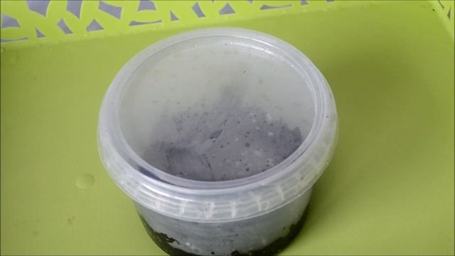 Пеларгония из семян – выращивание в домашних условиях