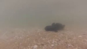 Морской ёрш скорпена, гоу-про снимает под водой .