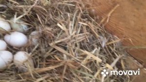 В чем причина/Почему перестали нестись Мускусные утки