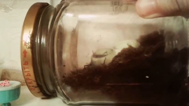 Крысы: Мои домашние питомцы.(мини видео) смотреть онлайн