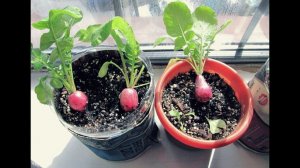 Как вырастить вкусную редиску дома на подоконнике? Секреты опытного садовода!