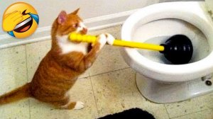 Лучшие смешные видео с кошками и собаками ??