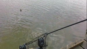 Рыбалка с Ночёвкой Деревня Юрлово .Ловим Форель на Фидер