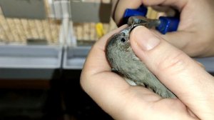 Мой Буратино. Как подрезать клюв?