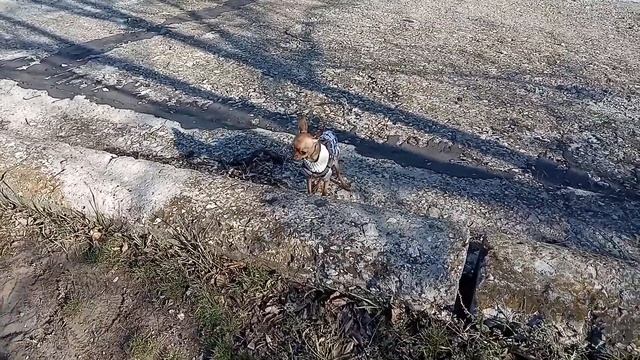 Той терьер русский на прогулке смотреть онлайн