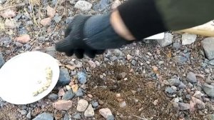 Ужас!!! Как найти золото в земле