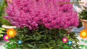 Астильба гибридная Уник Лилак. Краткий обзор, описание характеристик astilbe hibrida Younique Lilac