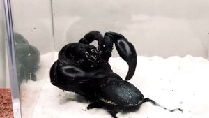 Скорпион против жука оленя. Lucanus cervus. Жук-олень