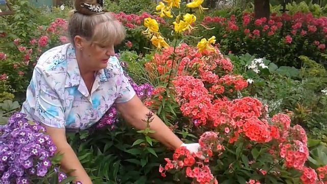 Флоксы летом прореживание ,лилии обрезка . смотреть онлайн