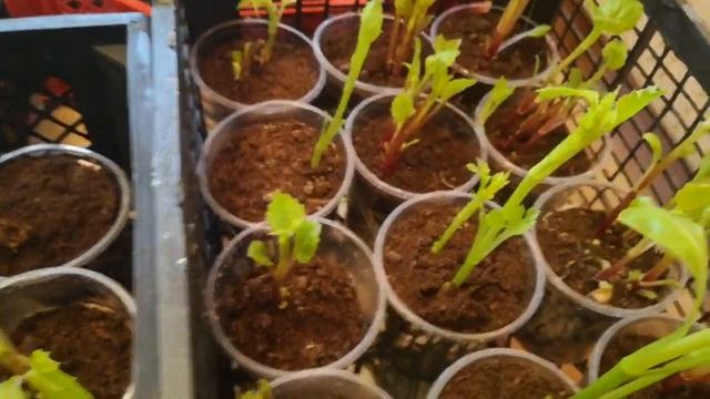 Как сделать чтобы георгина картошка быстрее зацвела! 06.04.20