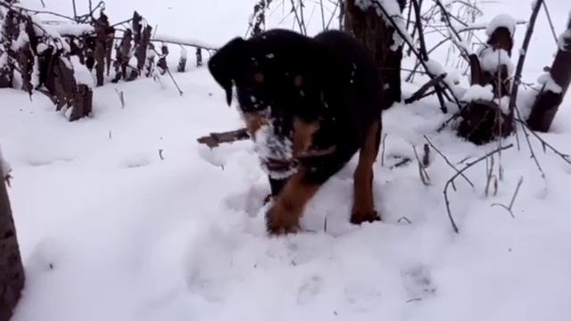 щенок Ягдтерьера с дворнягой на прогулке