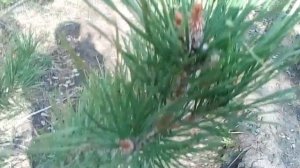 Почки сосны. Когда собирать. Заготовка. Свойства Рецепты От простуды The buds of pine.