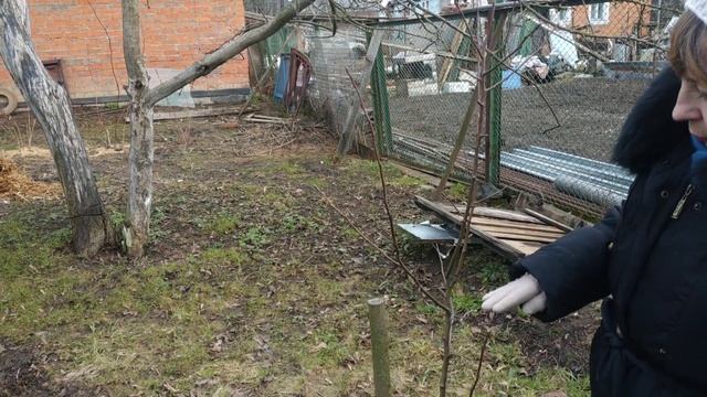 Весенняя формирующая обрезка трехлетнего саженца груши