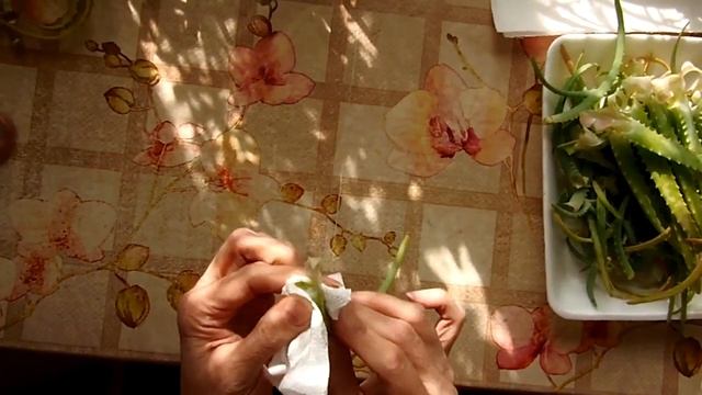 Обрыв и упаковка листьев алоэ для ферментации смотреть онлайн