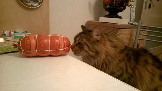 ДЕРЗКИЙ КОТ В НОВЫЙ ГОД! Когда Мейн-Кун хочет колбасу, он берет колбасу! смотреть онлайн