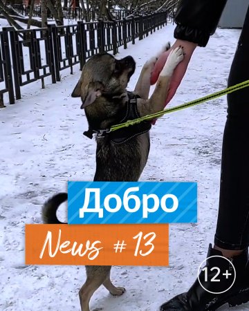 Истории о саботаже чихуахуа и водоплавающей косуле