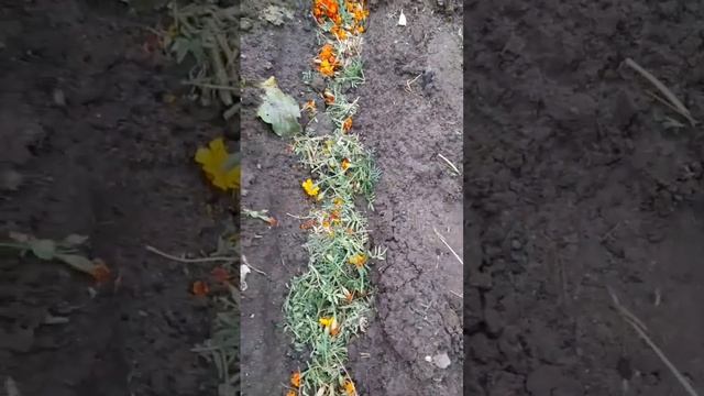 КАК ПРОСТО ПОДГОТОВИТЬ ЗЕМЛЮ К СЛЕДУЮЩЕМУ ОГОРОДНОМУ СЕЗОНУ. БАБУШКИН СПОСОБ ! смотреть онлайн