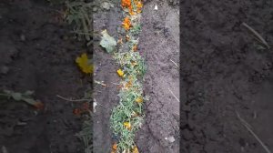 КАК ПРОСТО ПОДГОТОВИТЬ ЗЕМЛЮ К СЛЕДУЮЩЕМУ ОГОРОДНОМУ СЕЗОНУ. БАБУШКИН СПОСОБ !