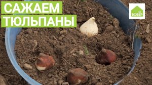 Как правильно посадить тюльпаны. Садовые секреты.
