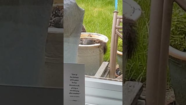 Saved by a tree! смотреть онлайн