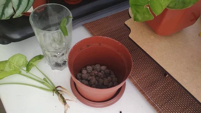 Высадка черенка сингониума смотреть онлайн