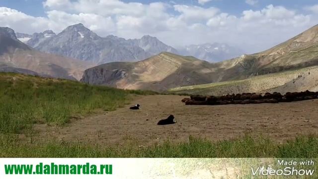 Бонитировка ягнят этого года и осмотр гиссарских овец