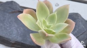 Echeveria Joy