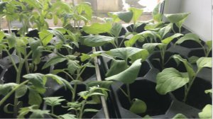 Подкормка рассады томатов У любой хозяйки она под руками