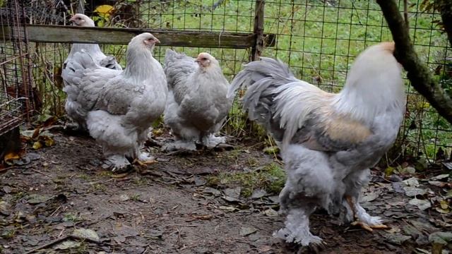 Куры Брама Изабелла . смотреть онлайн