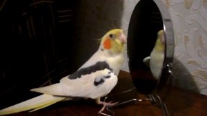 Попугай корелла Тимошка