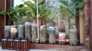 Азимина саженцы (сеянцы) для продажи. 2022.