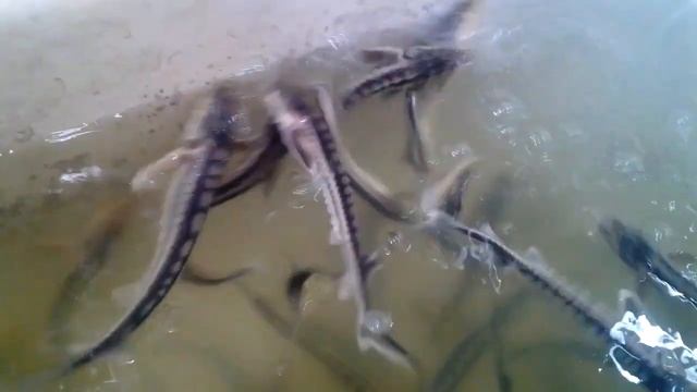 Beluga Caviar Farm. Белуга плывёт у меня в ванне смотреть онлайн