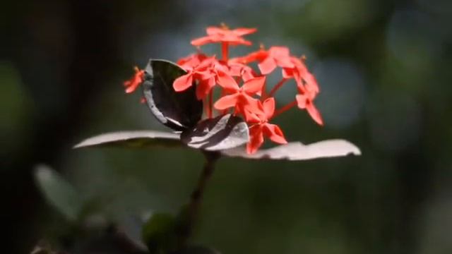 Video Test 2 смотреть онлайн