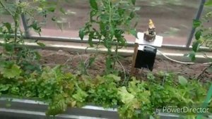 ОГОрод в конце мая. Грядки по Митлайдеру.