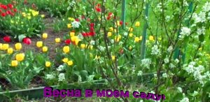 "Цветы" #Огород #Сад #Дача