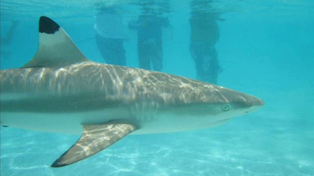 Bora Bora смотреть онлайн