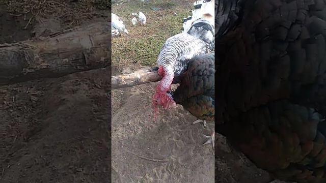 бой индюков смотреть онлайн