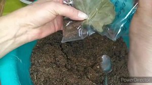 УКОРЕНЕНЫЙ ЛИСТ ГЛОКСИНИИ НЕ ДАЛ ДЕТКУ,ЧТО ДЕЛАТЬ ?